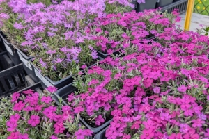 Phlox subulata 'Bedazzled Pink'